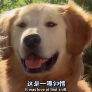 点击查看图片 妙狗牵手圣诞节 a christmas wedding tail