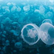 点击查看图片 海洋 Océans