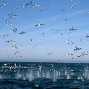 点击查看图片 海洋 Océans