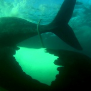 点击查看图片 海洋巨兽 Ocean Giants