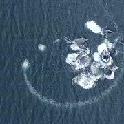 点击查看图片 海洋巨兽 Ocean Giants