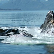 点击查看图片 海洋巨兽 Ocean Giants