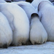 点击查看图片 帝企鹅宝宝的生命轮回之旅 Snow Chick - A Penguin's Tale