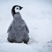 点击查看图片 帝企鹅宝宝的生命轮回之旅 Snow Chick - A Penguin's Tale