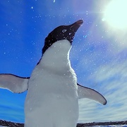点击查看图片 帝企鹅宝宝的生命轮回之旅 Snow Chick - A Penguin's Tale