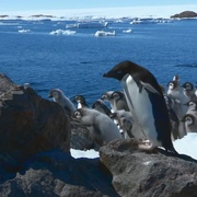点击查看图片 帝企鹅宝宝的生命轮回之旅 Snow Chick - A Penguin's Tale