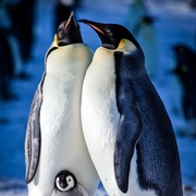 点击查看图片 帝企鹅宝宝的生命轮回之旅 Snow Chick - A Penguin's Tale