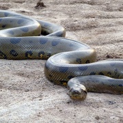 点击查看图片 狂蟒之灾2 Anacondas: The Hunt for the Blood Orchid