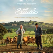钟鸣鸟 Bellbird