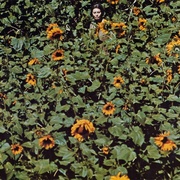 第二个月亮 I girasoli